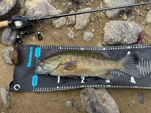 スモールマウスバスの釣果