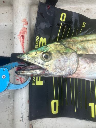 サワラの釣果