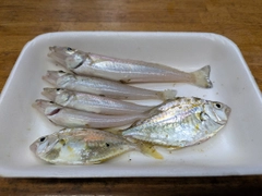 ヒイラギの釣果