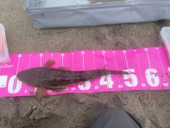 マゴチの釣果