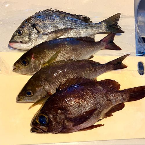 シロメバルの釣果