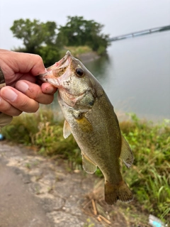 ラージマウスバスの釣果