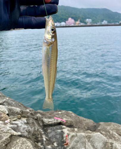キスの釣果