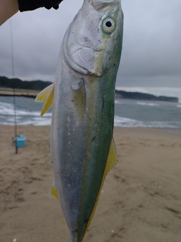 イナダの釣果