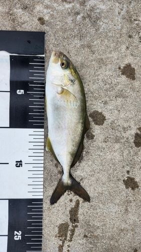 ショゴの釣果