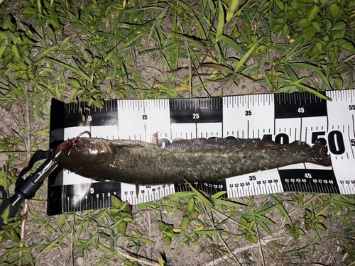 ナマズの釣果