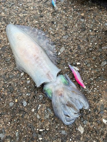 アオリイカの釣果