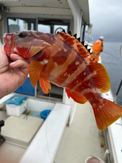 アカハタの釣果