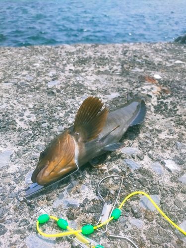 アイナメの釣果