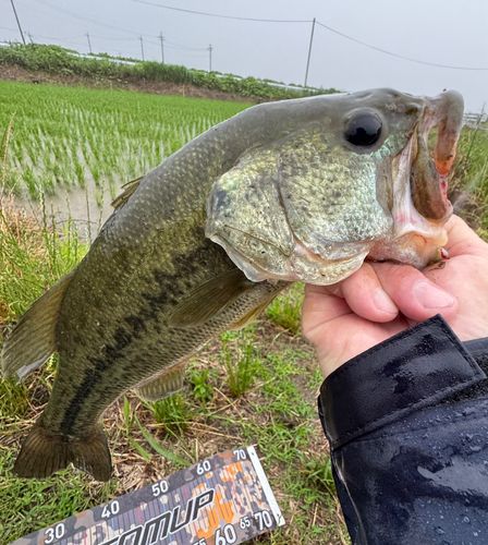 ラージマウスバスの釣果