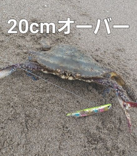 ガザミの釣果