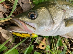 フッコ（マルスズキ）の釣果