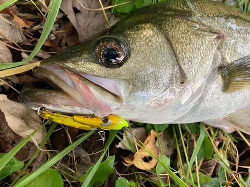 フッコ（マルスズキ）の釣果