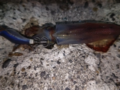 ケンサキイカの釣果
