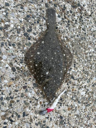 イシガレイの釣果