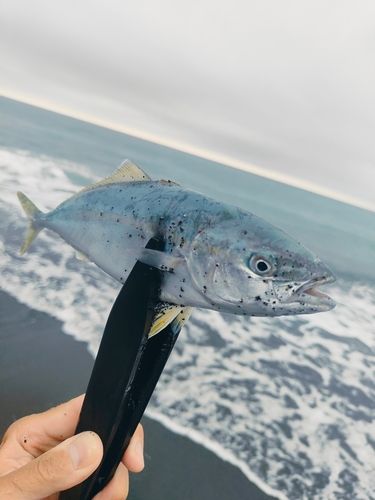 ワカシの釣果