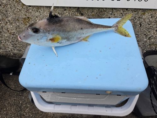 ギマの釣果