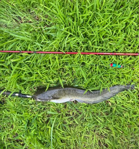 ナマズの釣果