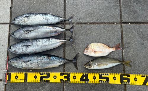 カツオの釣果