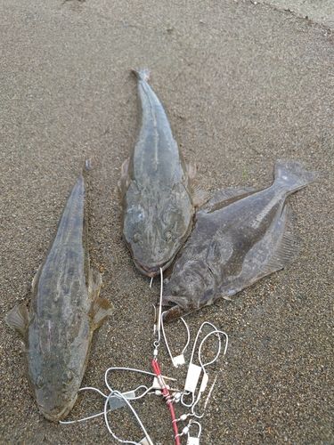 マゴチの釣果
