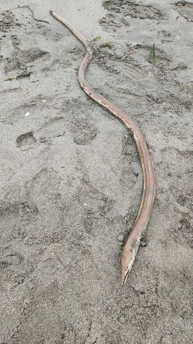 ダイナンウミヘビの釣果