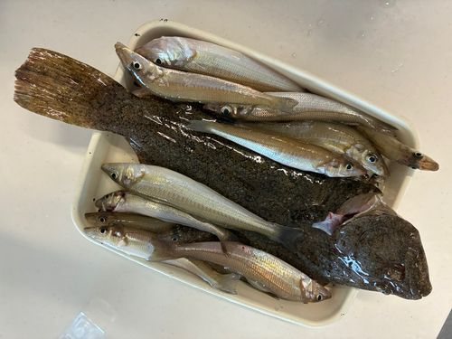 キスの釣果