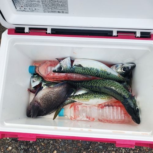 サバの釣果