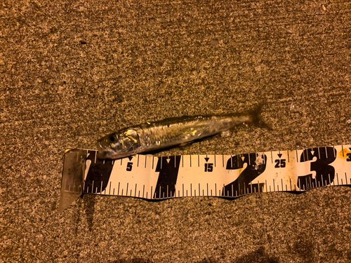 マイワシの釣果