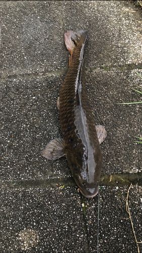 コイの釣果