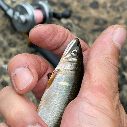 アユの釣果