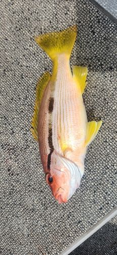 ヨコスジフエダイの釣果