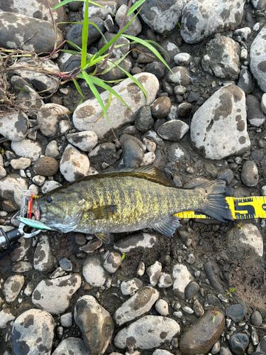 スモールマウスバスの釣果