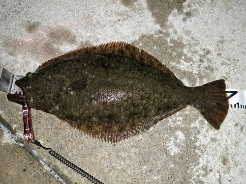 ヒラメの釣果
