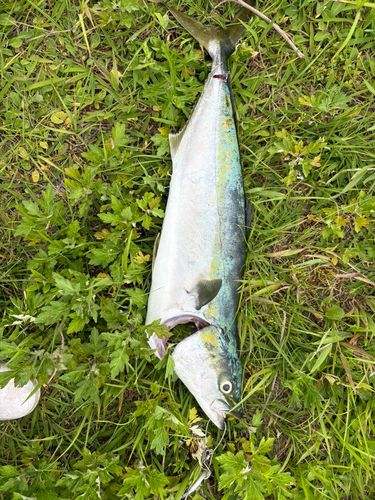 フクラギの釣果
