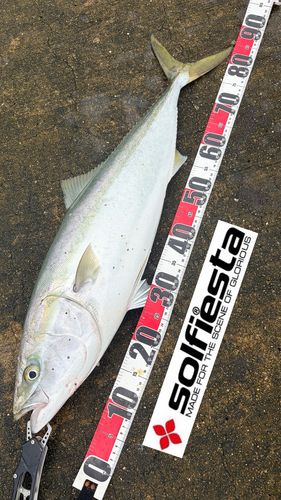 ブリの釣果
