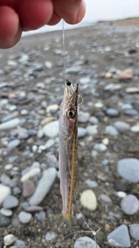 カマスの釣果