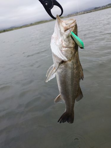 セイゴ（マルスズキ）の釣果