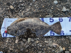 ヒラメの釣果