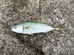 フクラギの釣果