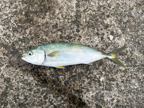 フクラギの釣果