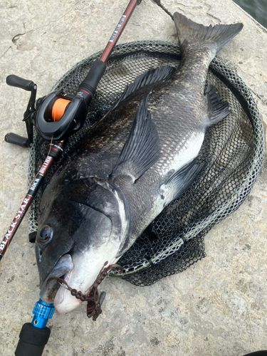 チヌの釣果