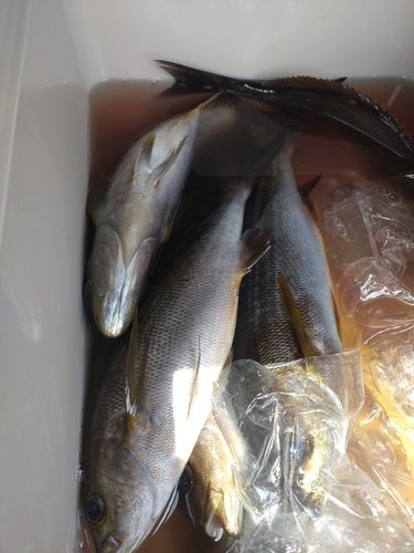 イサキの釣果