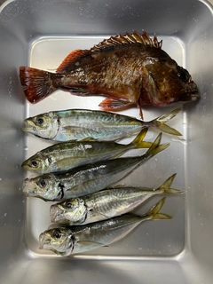 アジの釣果