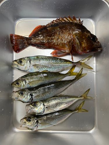 アジの釣果