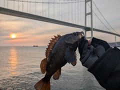 エゾメバルの釣果