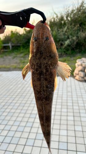 マゴチの釣果