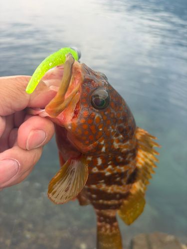 キジハタの釣果
