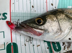 フッコ（マルスズキ）の釣果