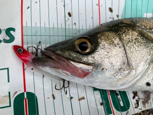 フッコ（マルスズキ）の釣果