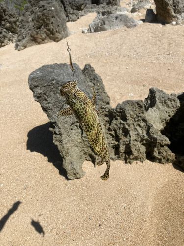 イシミーバイの釣果